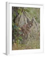 Caracal (Caracal Caracal), Kruger National Park, South Africa, Africa-James Hager-Framed Photographic Print