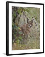 Caracal (Caracal Caracal), Kruger National Park, South Africa, Africa-James Hager-Framed Photographic Print