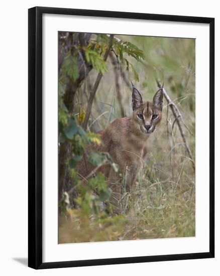 Caracal (Caracal Caracal), Kruger National Park, South Africa, Africa-James Hager-Framed Photographic Print