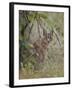 Caracal (Caracal Caracal), Kruger National Park, South Africa, Africa-James Hager-Framed Photographic Print