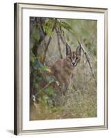 Caracal (Caracal Caracal), Kruger National Park, South Africa, Africa-James Hager-Framed Photographic Print