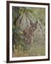 Caracal (Caracal Caracal), Kruger National Park, South Africa, Africa-James Hager-Framed Photographic Print