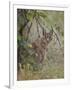 Caracal (Caracal Caracal), Kruger National Park, South Africa, Africa-James Hager-Framed Photographic Print