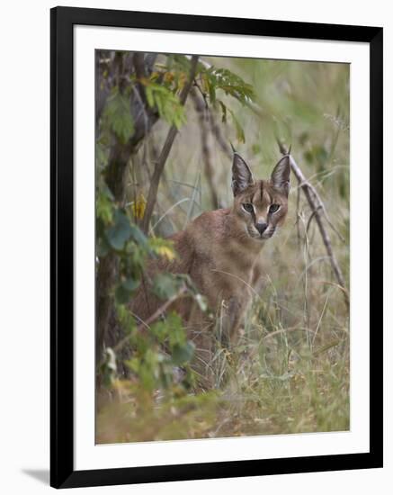 Caracal (Caracal Caracal), Kruger National Park, South Africa, Africa-James Hager-Framed Photographic Print