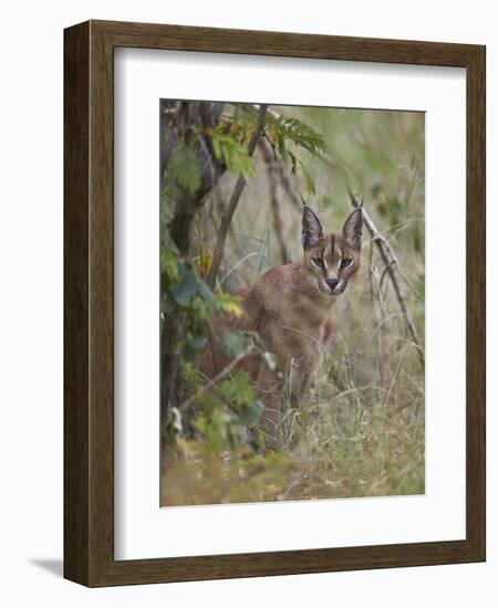 Caracal (Caracal Caracal), Kruger National Park, South Africa, Africa-James Hager-Framed Photographic Print