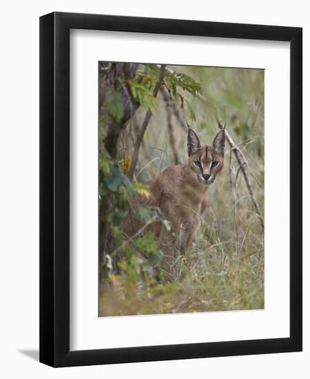 Caracal (Caracal Caracal), Kruger National Park, South Africa, Africa-James Hager-Framed Photographic Print