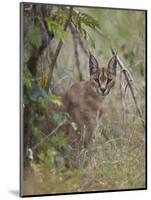 Caracal (Caracal Caracal), Kruger National Park, South Africa, Africa-James Hager-Mounted Photographic Print