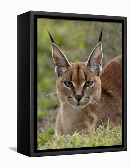 Caracal (Caracal Caracal), Serengeti National Park, Tanzania, East Africa, Africa-James Hager-Framed Stretched Canvas