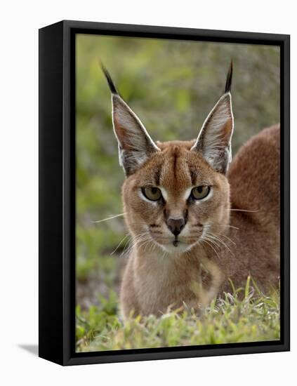 Caracal (Caracal Caracal), Serengeti National Park, Tanzania, East Africa, Africa-James Hager-Framed Stretched Canvas