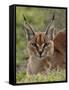 Caracal (Caracal Caracal), Serengeti National Park, Tanzania, East Africa, Africa-James Hager-Framed Stretched Canvas