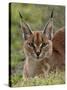 Caracal (Caracal Caracal), Serengeti National Park, Tanzania, East Africa, Africa-James Hager-Stretched Canvas