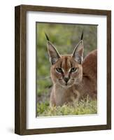 Caracal (Caracal Caracal), Serengeti National Park, Tanzania, East Africa, Africa-James Hager-Framed Photographic Print