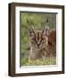 Caracal (Caracal Caracal), Serengeti National Park, Tanzania, East Africa, Africa-James Hager-Framed Photographic Print