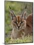 Caracal (Caracal Caracal), Serengeti National Park, Tanzania, East Africa, Africa-James Hager-Mounted Photographic Print