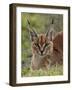 Caracal (Caracal Caracal), Serengeti National Park, Tanzania, East Africa, Africa-James Hager-Framed Photographic Print