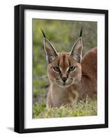 Caracal (Caracal Caracal), Serengeti National Park, Tanzania, East Africa, Africa-James Hager-Framed Photographic Print