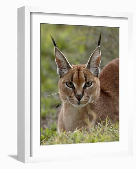 Caracal (Caracal Caracal), Serengeti National Park, Tanzania, East Africa, Africa-James Hager-Framed Photographic Print