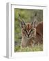 Caracal (Caracal Caracal), Serengeti National Park, Tanzania, East Africa, Africa-James Hager-Framed Photographic Print