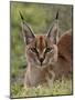 Caracal (Caracal Caracal), Serengeti National Park, Tanzania, East Africa, Africa-James Hager-Mounted Photographic Print