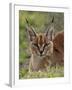 Caracal (Caracal Caracal), Serengeti National Park, Tanzania, East Africa, Africa-James Hager-Framed Photographic Print