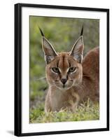 Caracal (Caracal Caracal), Serengeti National Park, Tanzania, East Africa, Africa-James Hager-Framed Photographic Print