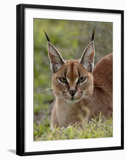 Caracal (Caracal Caracal), Serengeti National Park, Tanzania, East Africa, Africa-James Hager-Framed Photographic Print