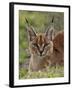 Caracal (Caracal Caracal), Serengeti National Park, Tanzania, East Africa, Africa-James Hager-Framed Photographic Print