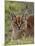 Caracal (Caracal Caracal), Serengeti National Park, Tanzania, East Africa, Africa-James Hager-Mounted Photographic Print