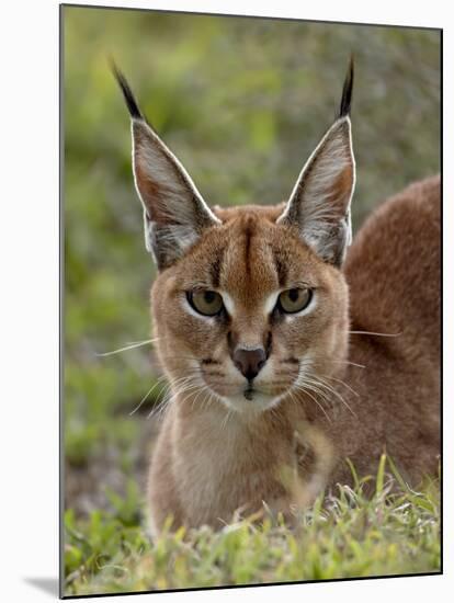 Caracal (Caracal Caracal), Serengeti National Park, Tanzania, East Africa, Africa-James Hager-Mounted Photographic Print