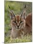 Caracal (Caracal Caracal), Serengeti National Park, Tanzania, East Africa, Africa-James Hager-Mounted Photographic Print