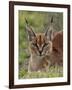 Caracal (Caracal Caracal), Serengeti National Park, Tanzania, East Africa, Africa-James Hager-Framed Photographic Print