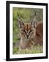 Caracal (Caracal Caracal), Serengeti National Park, Tanzania, East Africa, Africa-James Hager-Framed Photographic Print