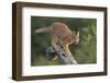 Caracal (Felis Caracal) Walking down Tree  South Africa-Stu Porter-Framed Photographic Print