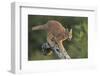 Caracal (Felis Caracal) Walking down Tree  South Africa-Stu Porter-Framed Photographic Print