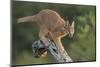 Caracal (Felis Caracal) Walking down Tree  South Africa-Stu Porter-Mounted Photographic Print