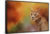 Caracal in Autumn-Jai Johnson-Framed Stretched Canvas