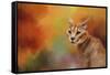 Caracal in Autumn-Jai Johnson-Framed Stretched Canvas