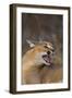 Caracal-DLILLC-Framed Premium Photographic Print