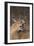 Caracal-DLILLC-Framed Premium Photographic Print