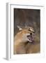 Caracal-DLILLC-Framed Premium Photographic Print