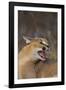 Caracal-DLILLC-Framed Photographic Print