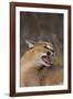 Caracal-DLILLC-Framed Photographic Print