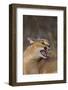 Caracal-DLILLC-Framed Photographic Print