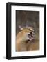 Caracal-DLILLC-Framed Photographic Print