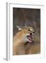 Caracal-DLILLC-Framed Photographic Print