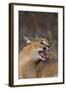 Caracal-DLILLC-Framed Photographic Print