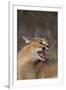 Caracal-DLILLC-Framed Photographic Print