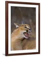 Caracal-DLILLC-Framed Photographic Print