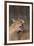 Caracal-DLILLC-Framed Photographic Print