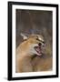 Caracal-DLILLC-Framed Photographic Print